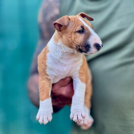Bull Terrier - Dogs