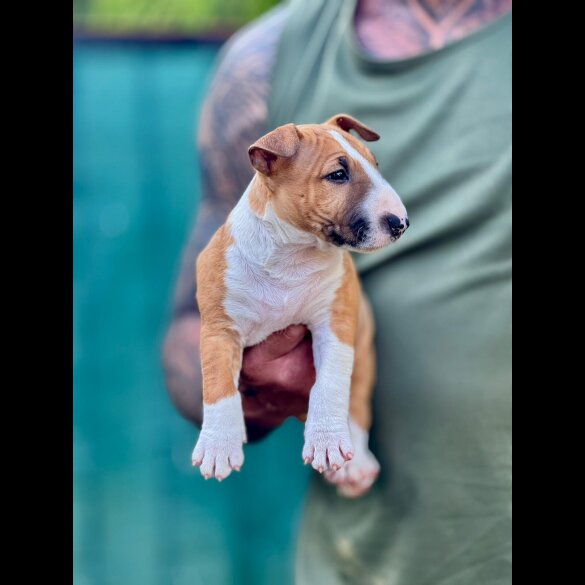 Bull Terrier - Dogs