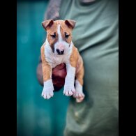 Bull Terrier - Dogs