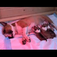 Bull Terrier - Dogs