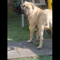 Bullmastiff - Dogs