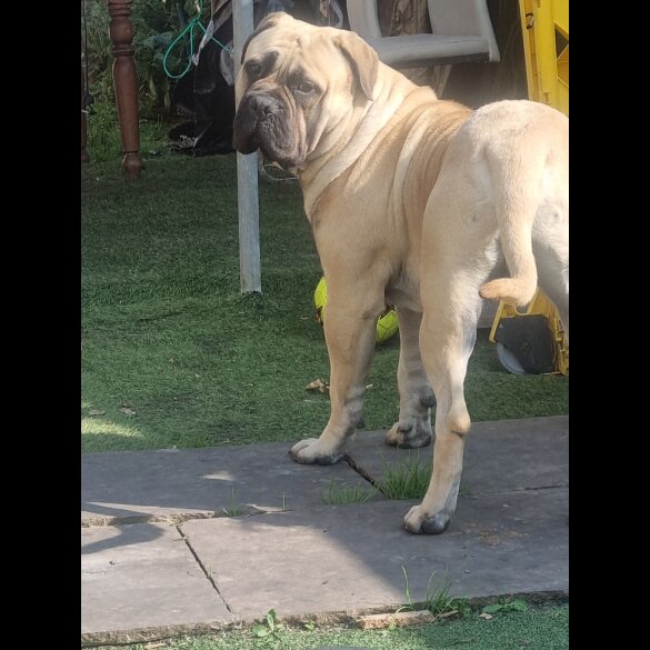 Bullmastiff - Dogs