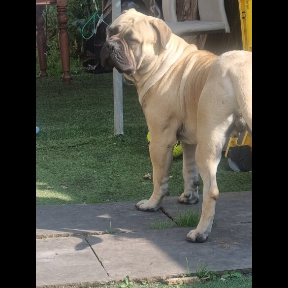Bullmastiff - Dogs