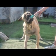 Bullmastiff - Dogs