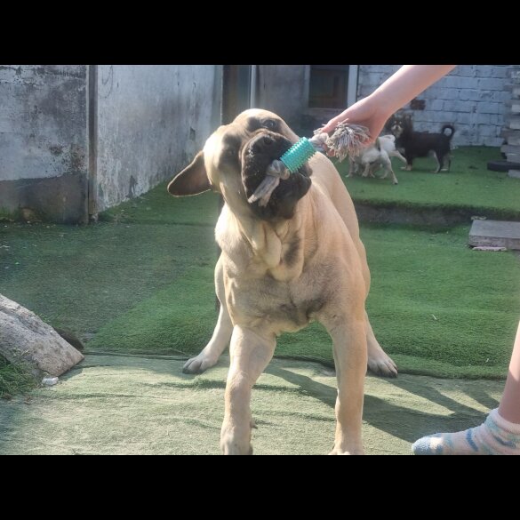 Bullmastiff - Dogs