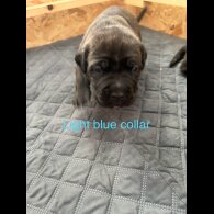 Cane Corso - Both