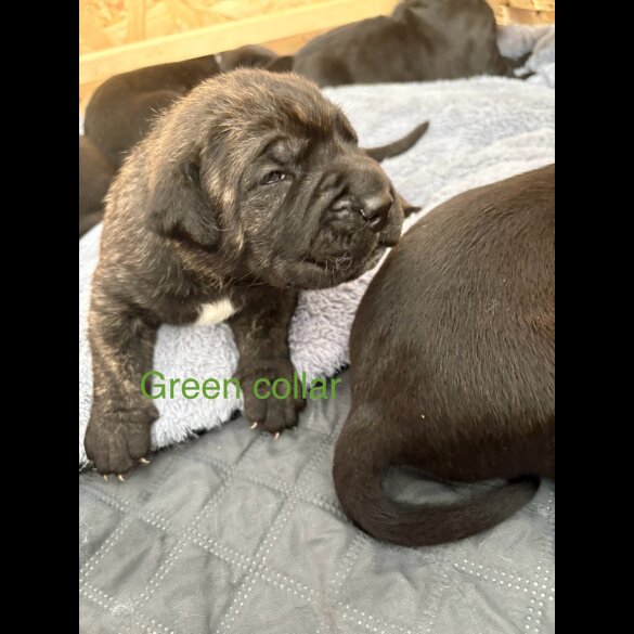 Cane Corso - Both