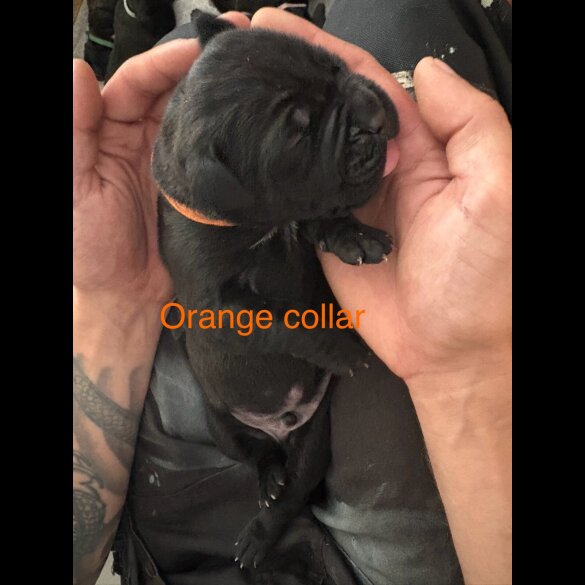 Cane Corso - Both