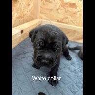 Cane Corso - Both