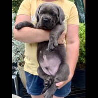Cane Corso - Both