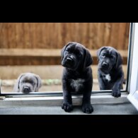 Cane Corso - Both