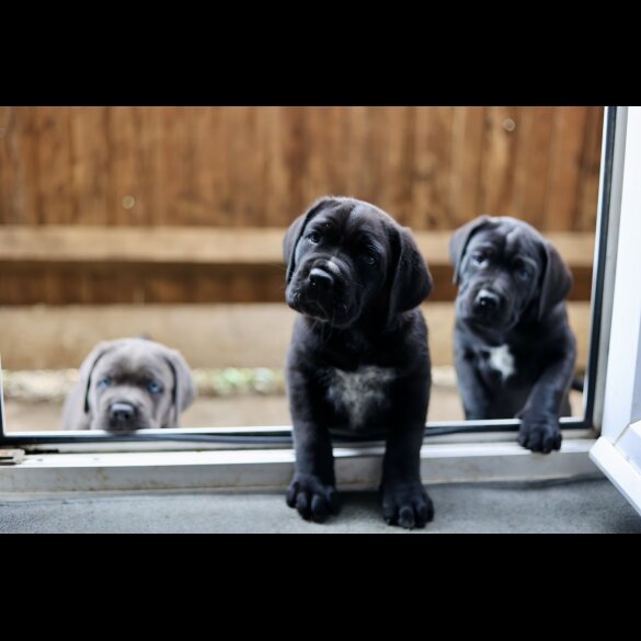 Cane Corso - Both