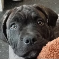 Cane Corso - Both