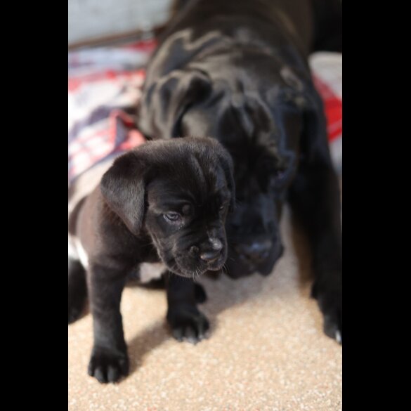 Cane Corso - Both