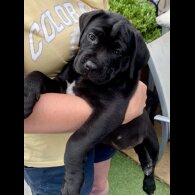 Cane Corso - Both