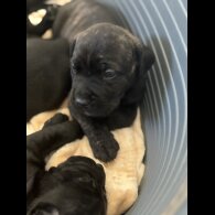 Cane Corso - Both