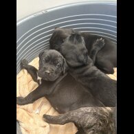 Cane Corso - Both