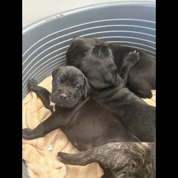Cane Corso - Both