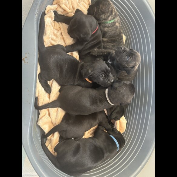 Cane Corso - Both