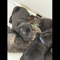 Cane Corso - Both