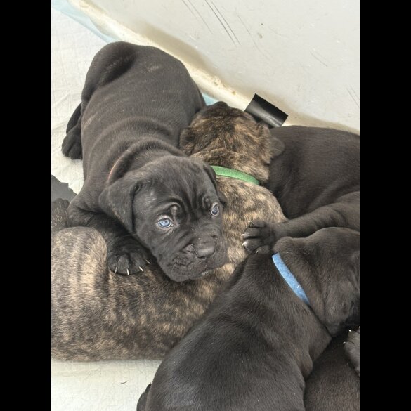 Cane Corso - Both