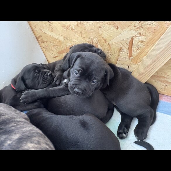 Cane Corso - Both