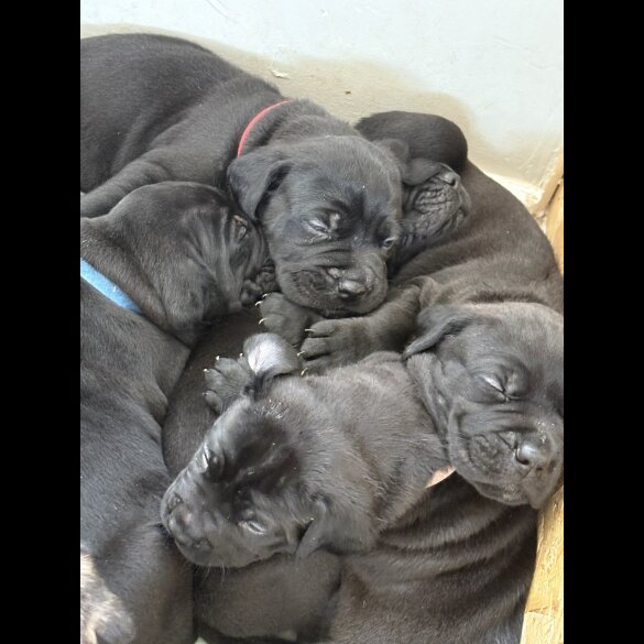 Cane Corso - Both