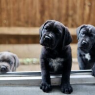 Cane Corso - Both
