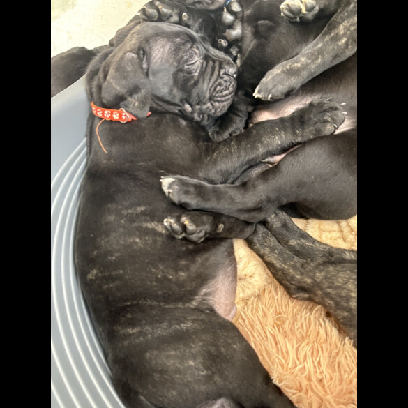 Cane Corso - Both
