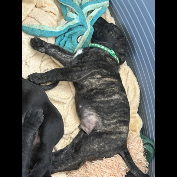 Cane Corso - Both