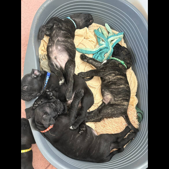 Cane Corso - Both