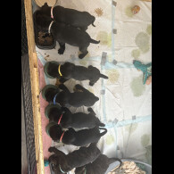 Cane Corso - Both