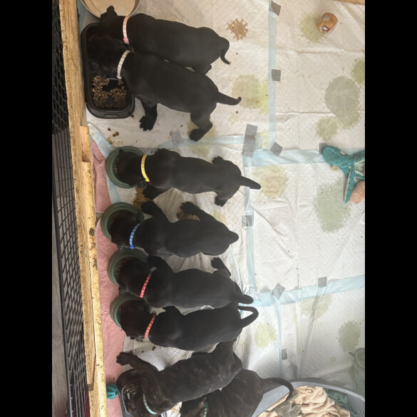 Cane Corso - Both