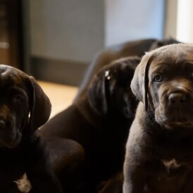 Cane Corso - Both