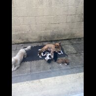 Cavachon - Both