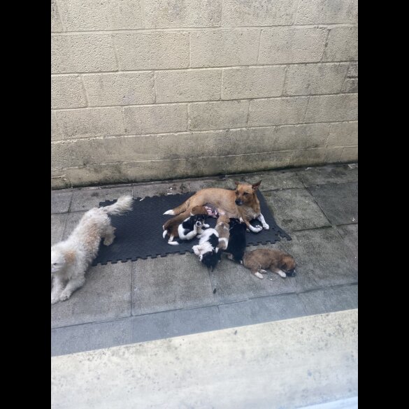 Cavachon - Both