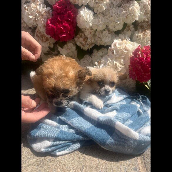 Cavachon - Both
