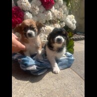 Cavachon - Both