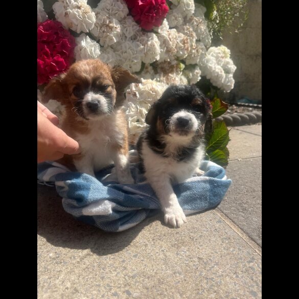 Cavachon - Both