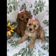 Cavapoo - Bitches