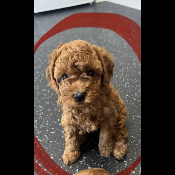 Cavapoo - Both