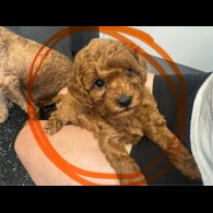 Cavapoo - Both
