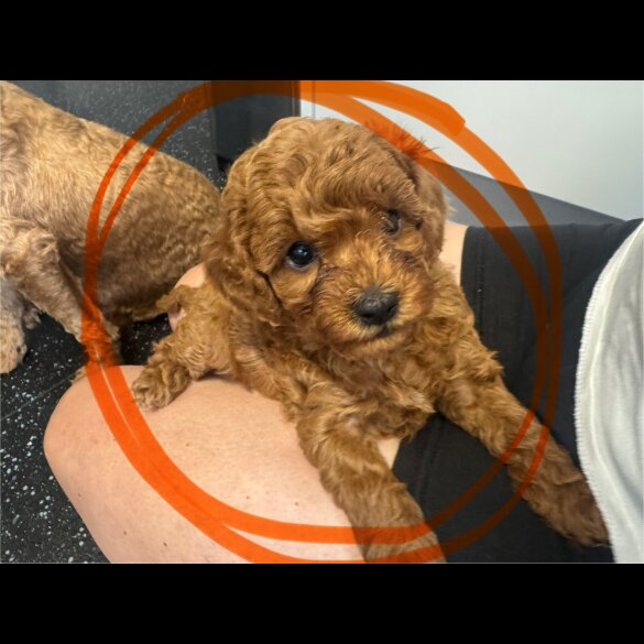 Cavapoo - Both