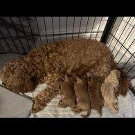 Cavapoo - Both