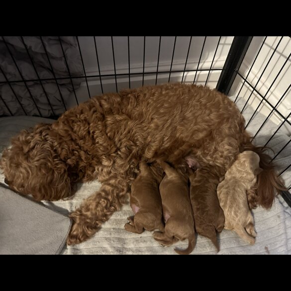 Cavapoo - Both