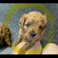 Cavapoo - Both
