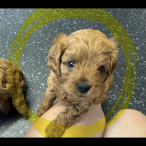 Cavapoo - Both