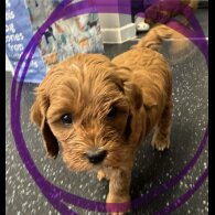 Cavapoo - Both