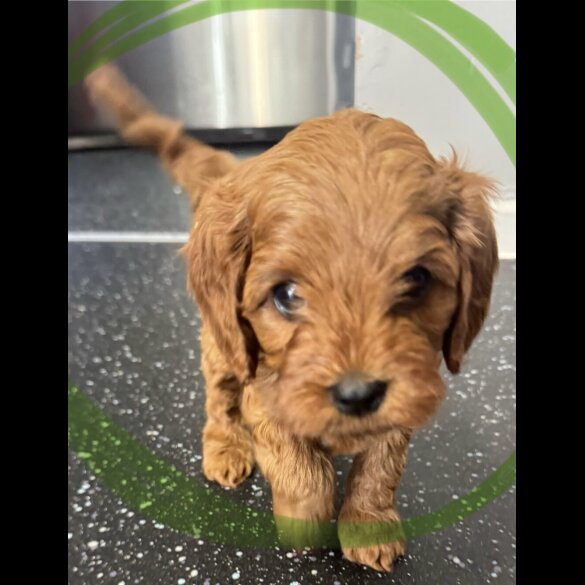 Cavapoo - Both