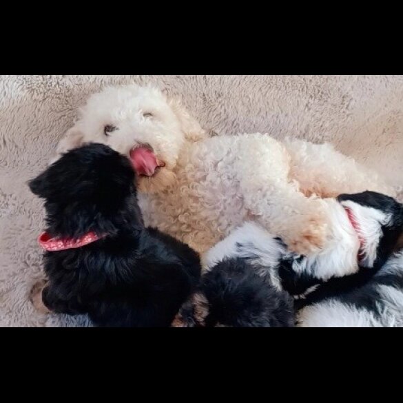 Cavapoo - Both
